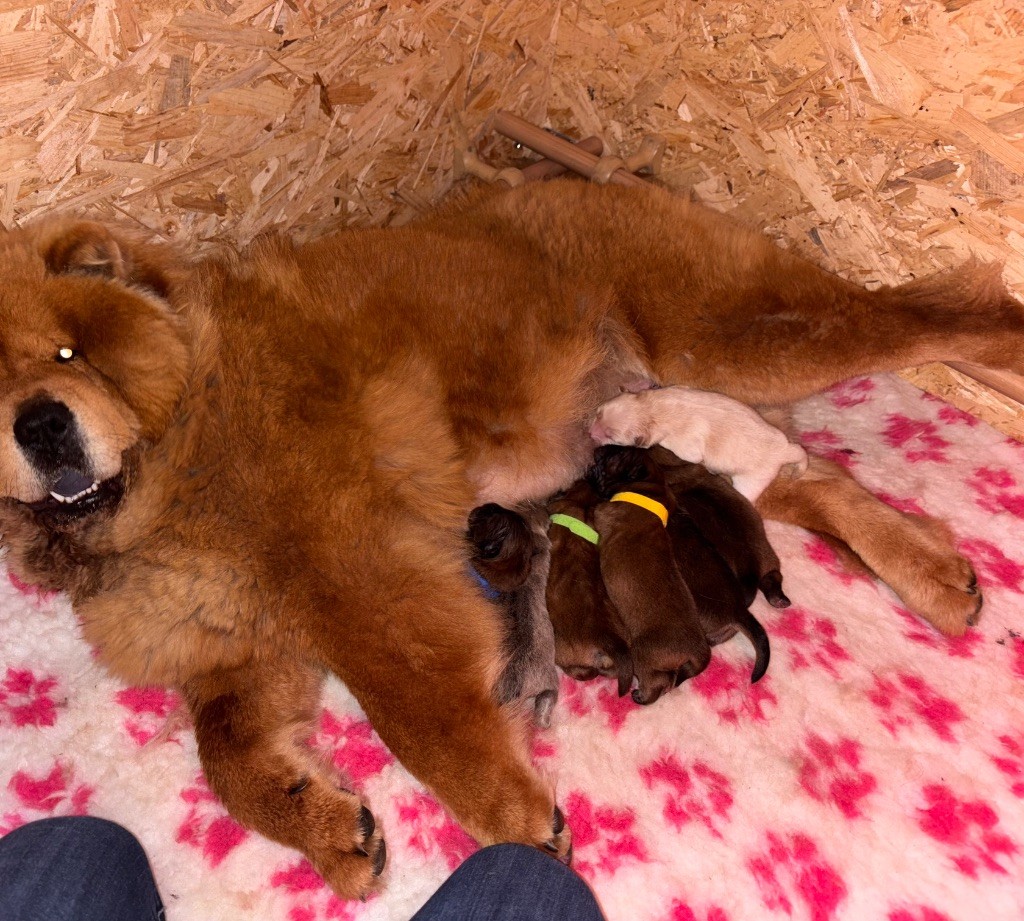 chiot Chow Chow Des Leetchy D’Oska