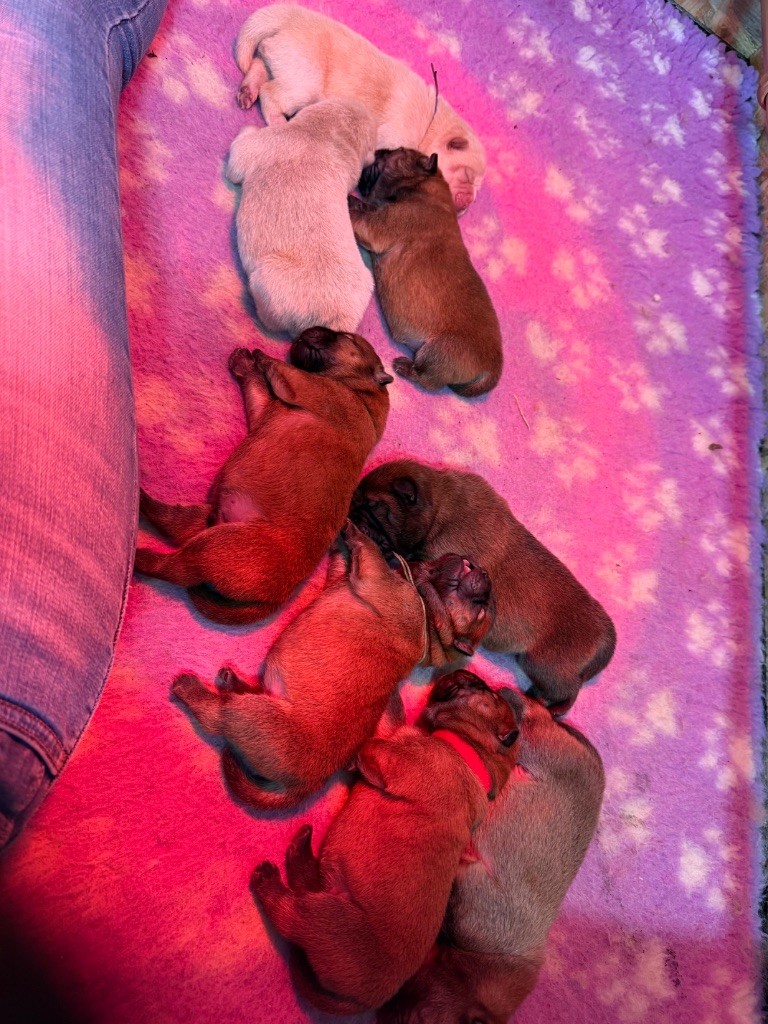 Chiot Chow Chow Des Leetchy D’Oska