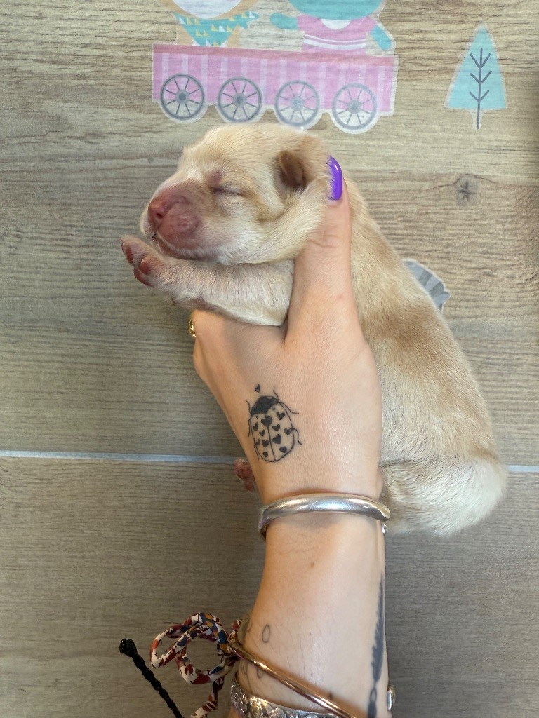 Des Leetchy D’Oska - Chiots disponibles - Chow Chow