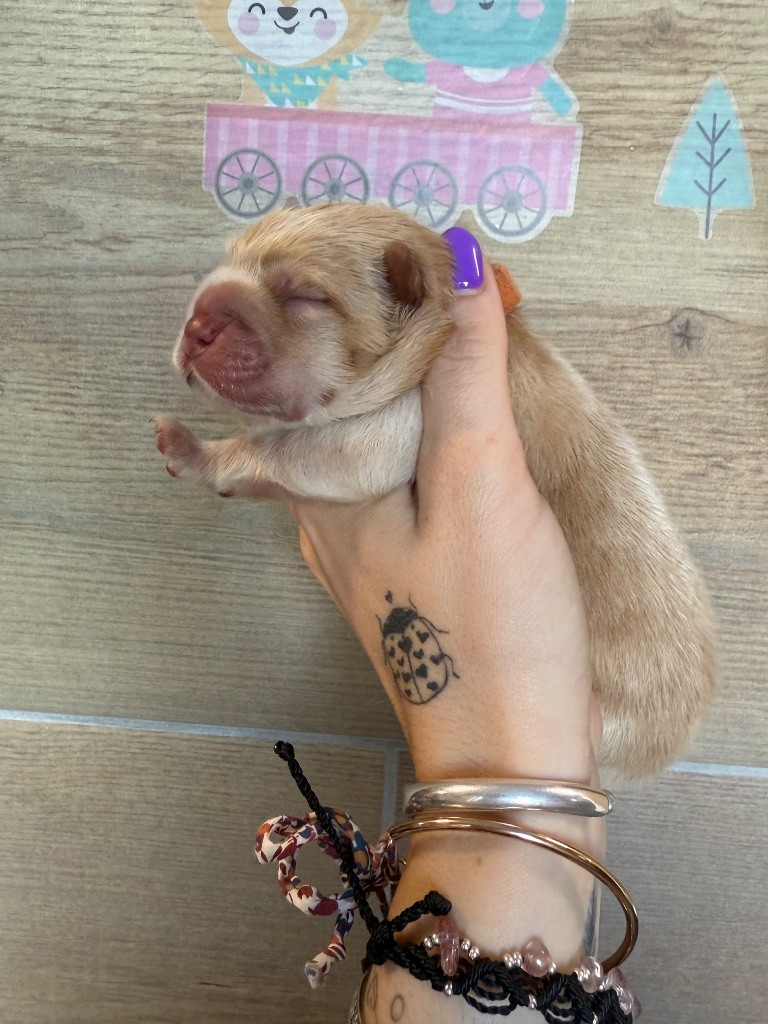Des Leetchy D’Oska - Chiots disponibles - Chow Chow