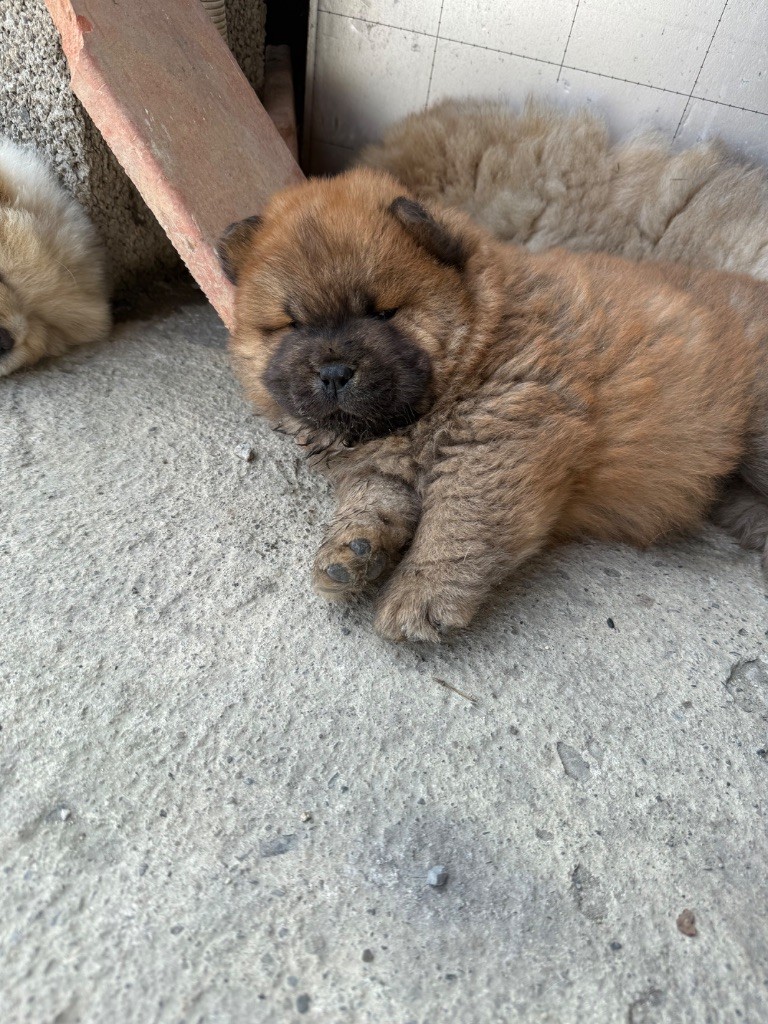 Des Leetchy D’Oska - Chiots disponibles - Chow Chow