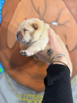 Male crème collier vert