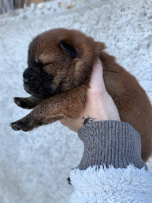 Praline