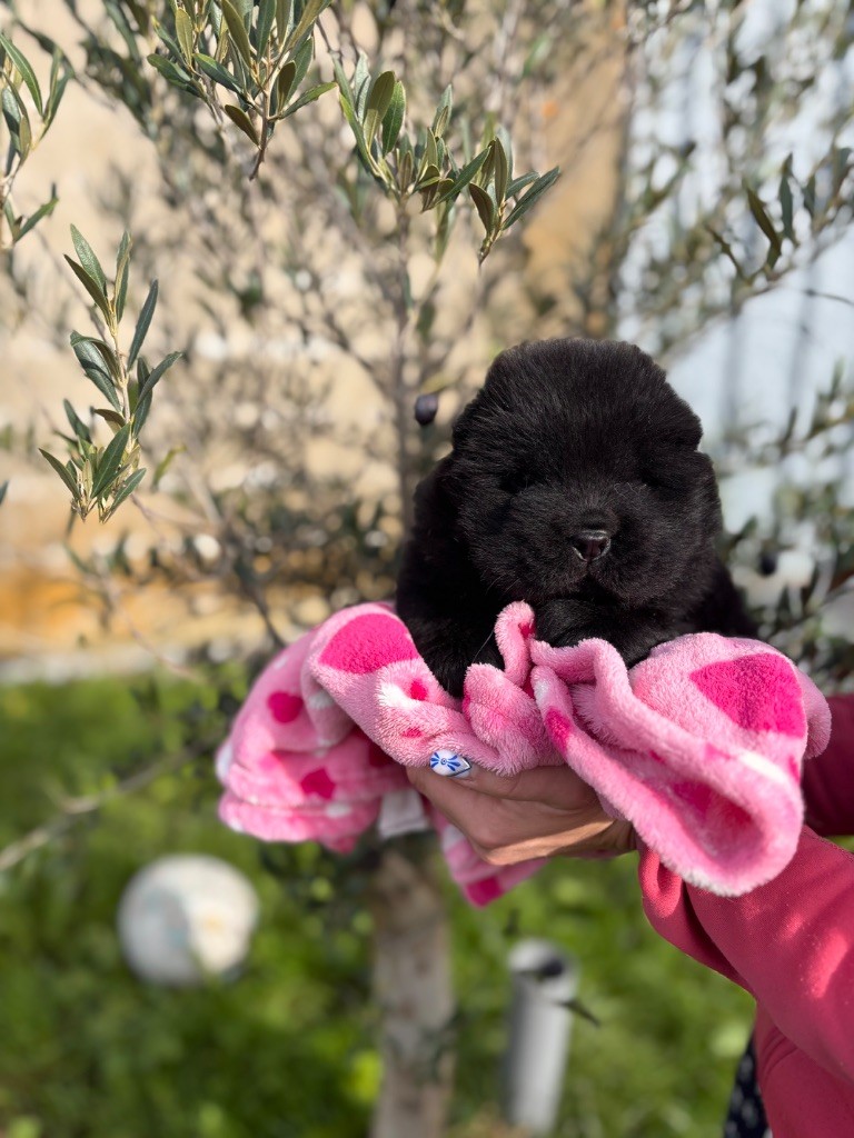 Des Leetchy D’Oska - Chiots disponibles - Chow Chow