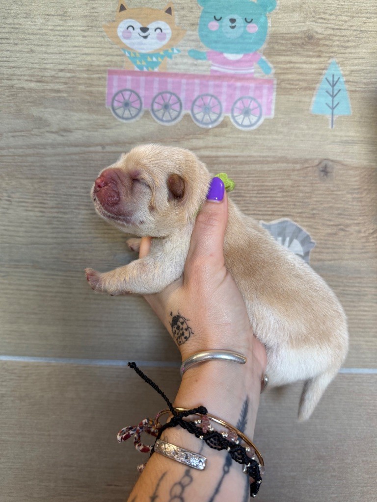 Des Leetchy D’Oska - Chiots disponibles - Chow Chow