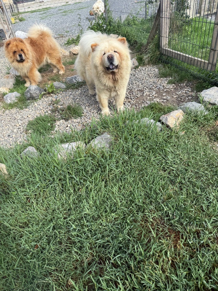 Chiot Chow Chow Des Leetchy D’Oska