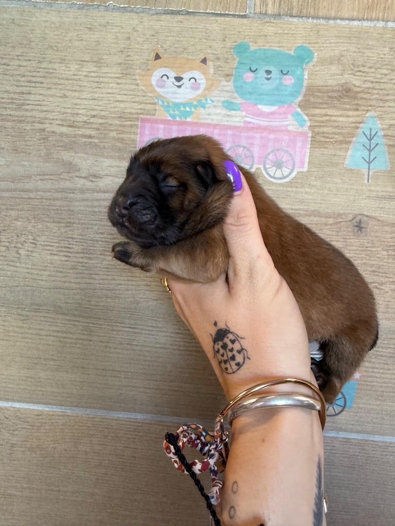 Des Leetchy D’Oska - Chiots disponibles - Chow Chow
