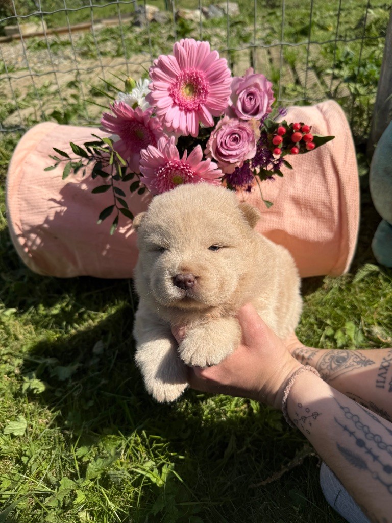 Des Leetchy D’Oska - Chiots disponibles - Chow Chow