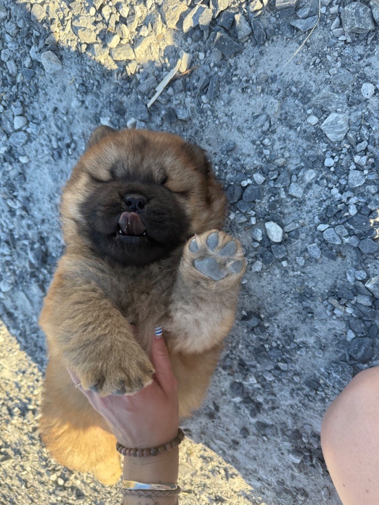 Des Leetchy D’Oska - Chiots disponibles - Chow Chow