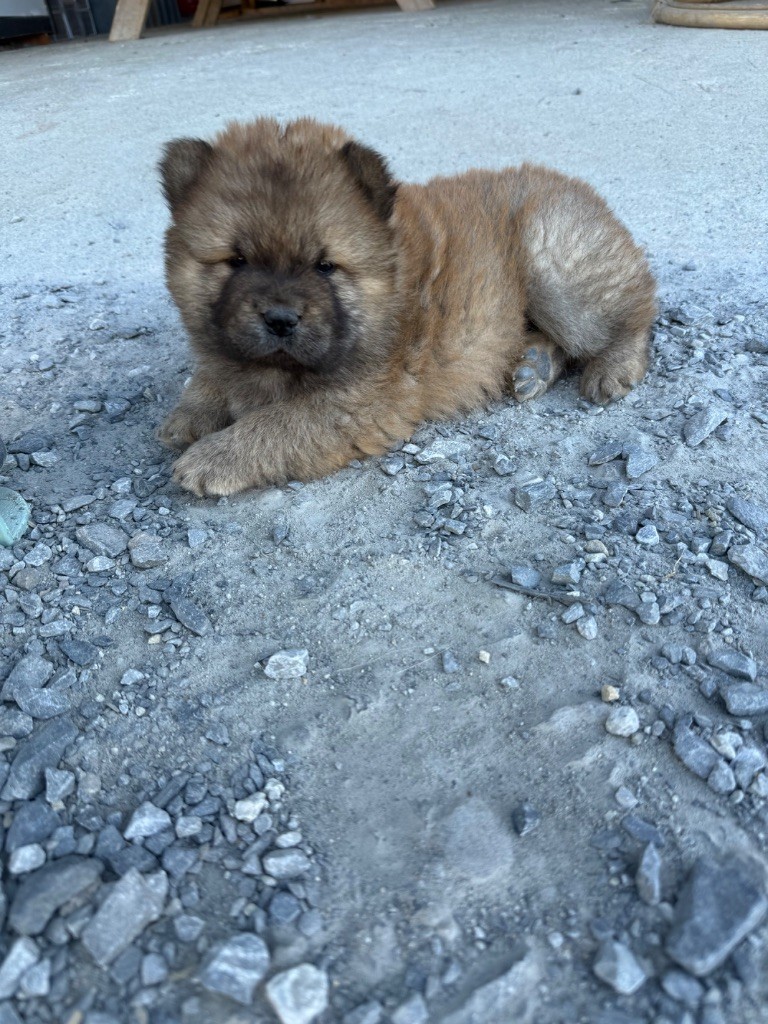 Des Leetchy D’Oska - Chiots disponibles - Chow Chow